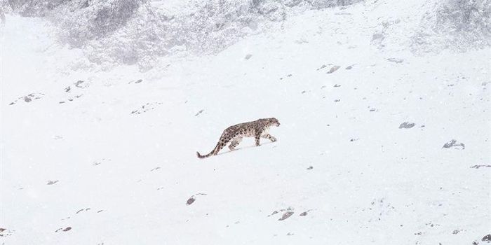 'La panthère des neiges' (El leopardo de las nieves / The Velvet Queen), en Histerias de Cine